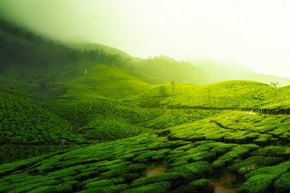 インドの茶畑