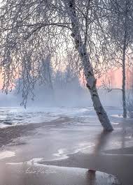 雪下のコケマキ河
