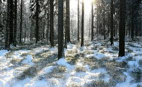 マダラ状の森林の雪