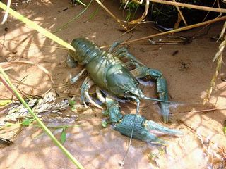 採取前のザリガニ