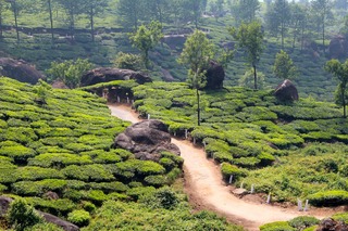 インドの茶畑