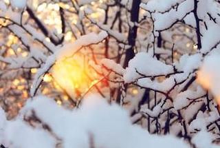 雪解季節の木漏れ日
