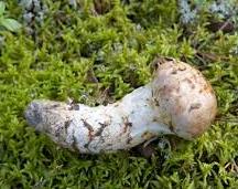 北極圏の松茸