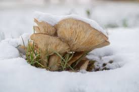 雪中の貴重なキノコ